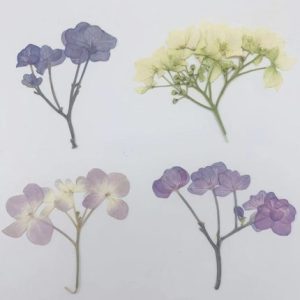 120pcs Pressed Hydrangea with