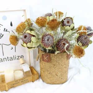 2 Stems Dried Small Banksia Go