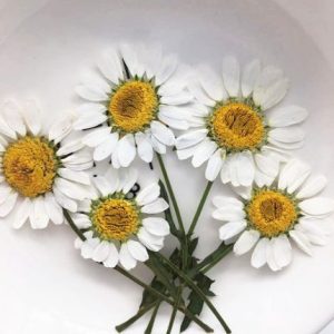 120pcs Natural Pressed White C
