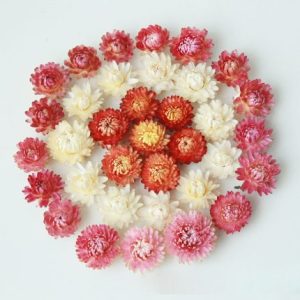 100pcs Top Quality Selected Dr