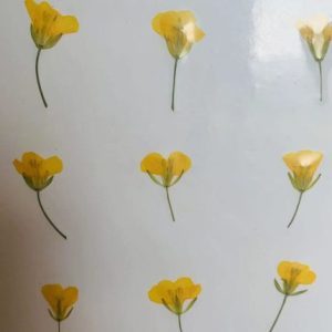 120pcs Pressed Cole Flowers Em