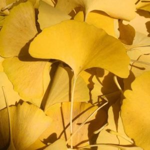 120pcs Pressed Ginkgo Leaf Emb