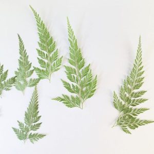120pcs Natural Pressed Green S