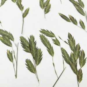 120 Stems Pressed Xiaopan Gras