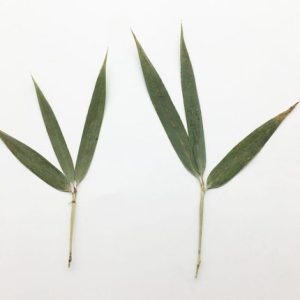 120 Stems Pressed Bamboo Leaf