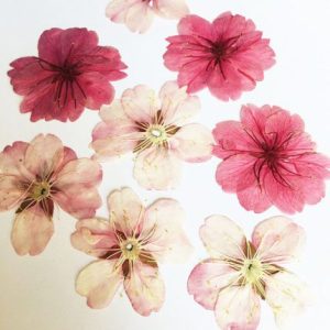 120pcs Pressed Cherry Blossoms