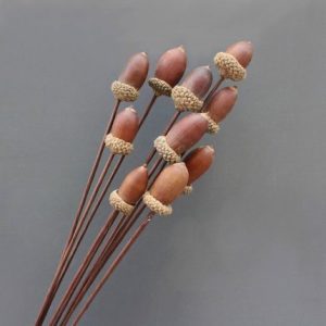 100pcs Dried Oak Fruit and Bul