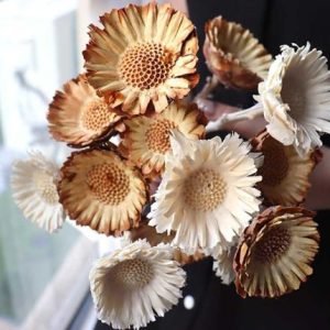 10 Stems Dried Sun Chrysanthem