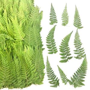 120pcs Pressed Hypolepis punct