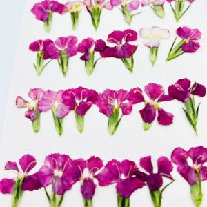 120pcs Pressed Dianthus L. Emb
