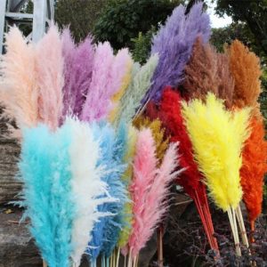 10 Stems Dried Natural Large P