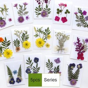 10 Packs 50pcs Pressed Flower
