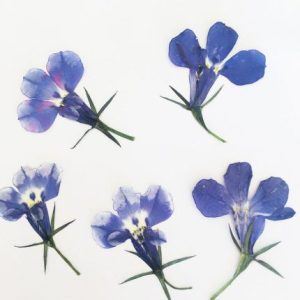 120pcs Pressed Lobelia Embossi